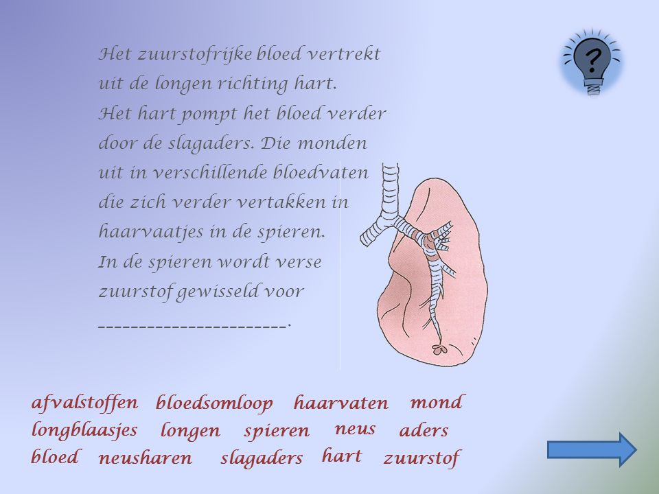 Het zuurstofrijke bloed vertrekt uit de longen richting hart.