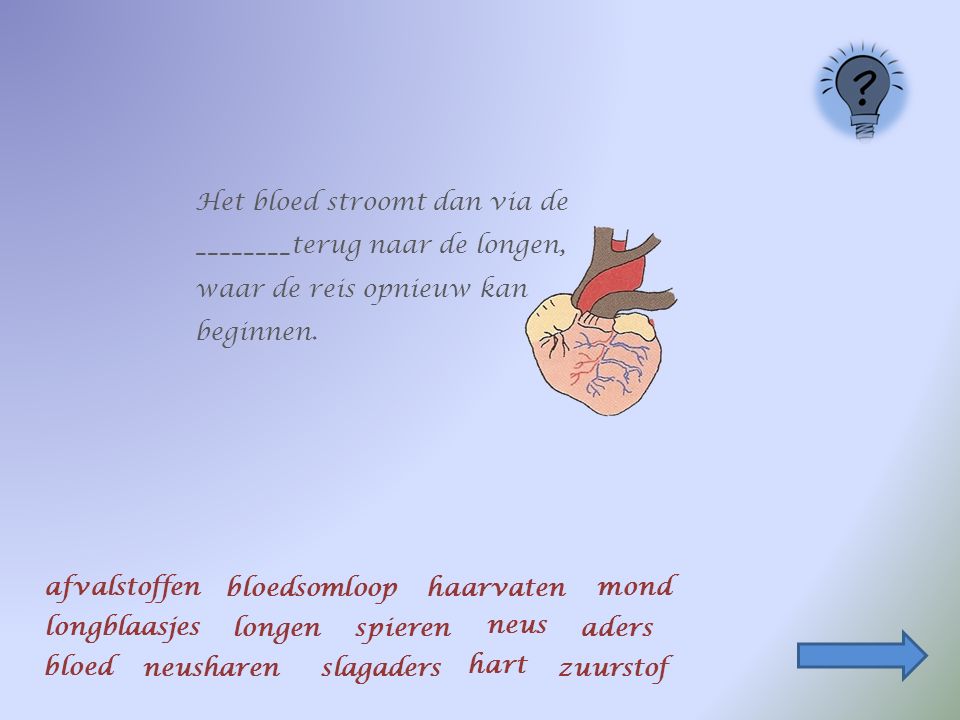 Het zuurstofrijke bloed vertrekt uit de longen richting hart.