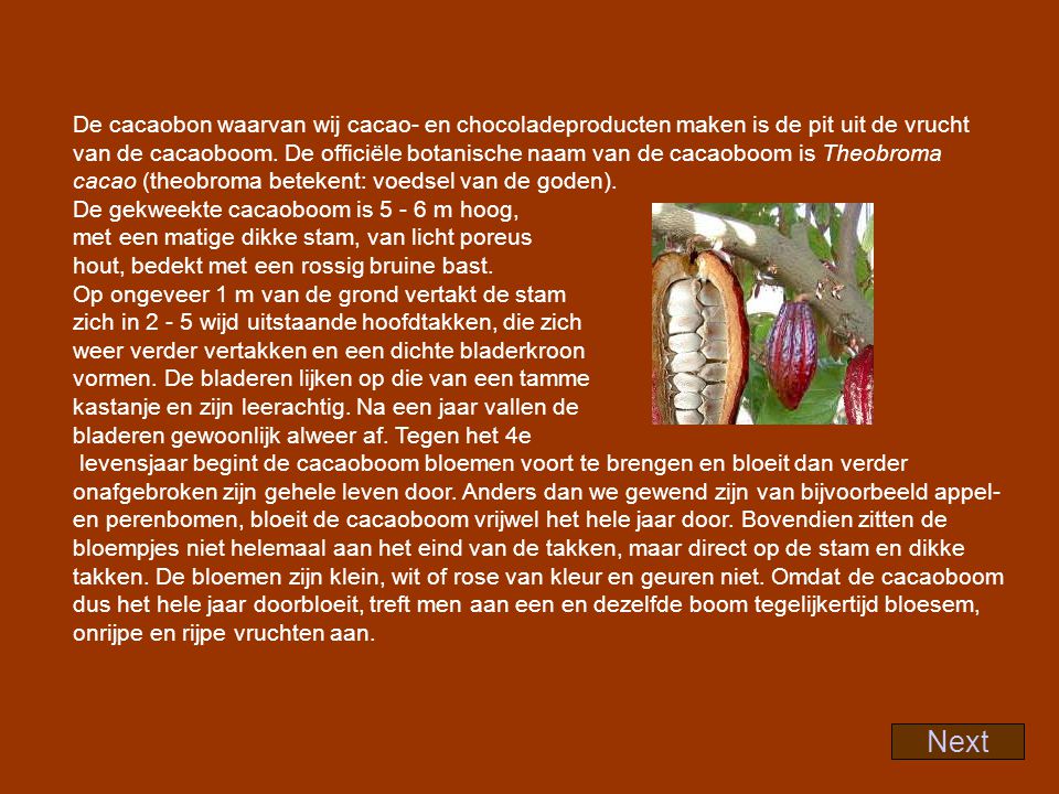 Hoe plant de cacaoboom zich voort