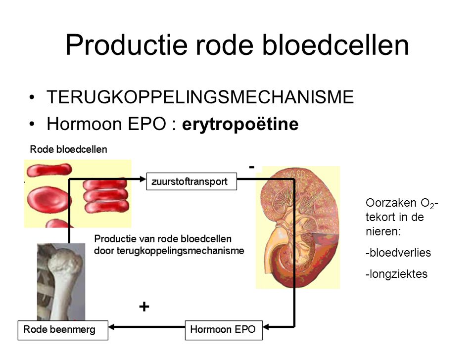 Productie rode bloedcellen TERUGKOPPELINGSMECHANISME Hormoon EPO : erytropoëtine Oorzaken O 2 - tekort in de nieren: -bloedverlies -longziektes