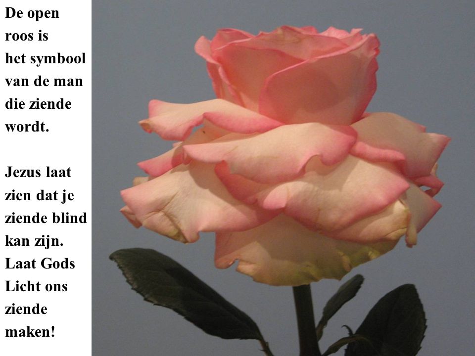 De open roos is het symbool van de man die ziende wordt.