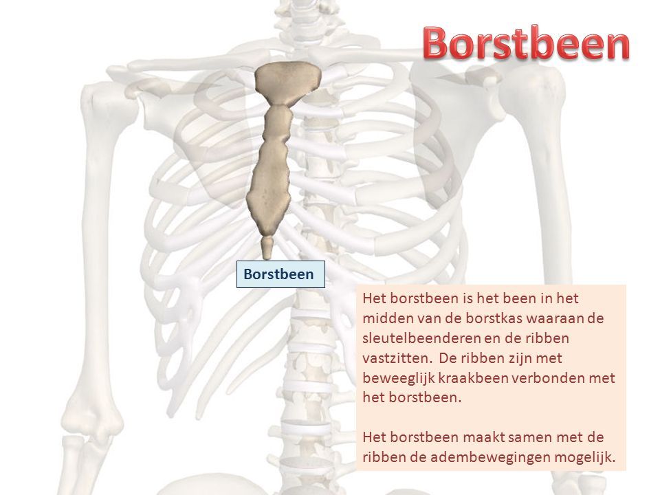 Borstbeen Het borstbeen is het been in het midden van de borstkas waaraan de sleutelbeenderen en de ribben vastzitten.