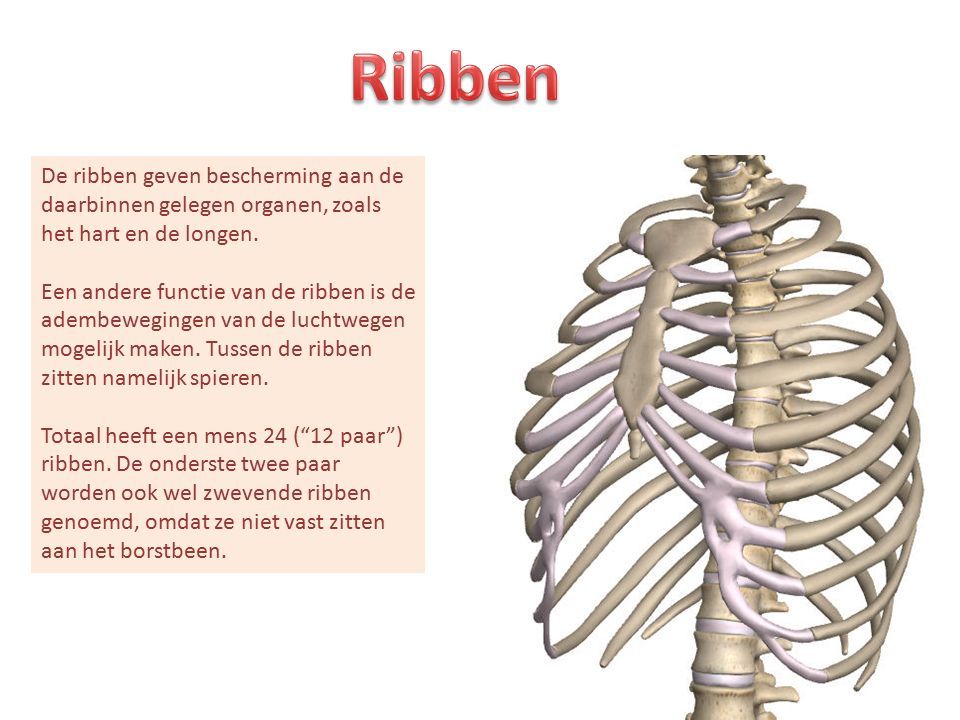 De ribben geven bescherming aan de daarbinnen gelegen organen, zoals het hart en de longen.