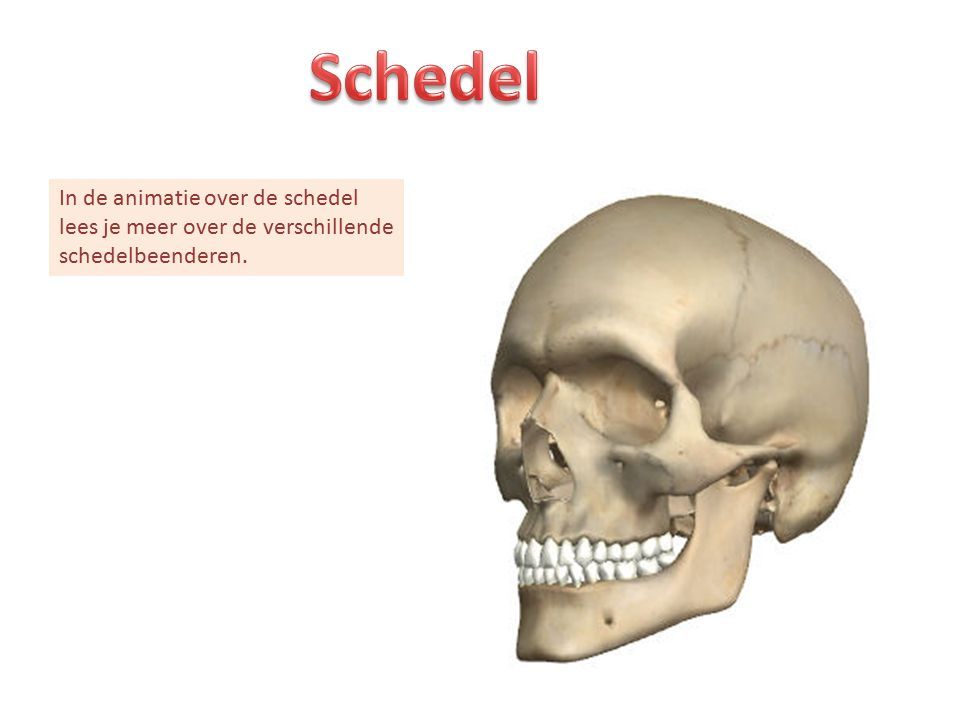 In de animatie over de schedel lees je meer over de verschillende schedelbeenderen.