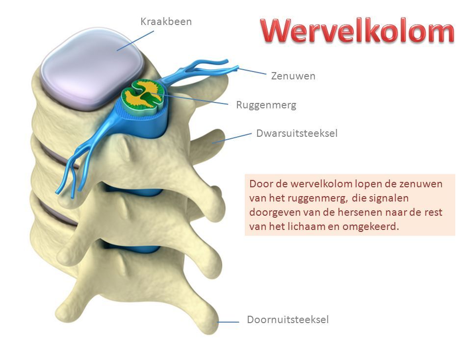 Door de wervelkolom lopen de zenuwen van het ruggenmerg, die signalen doorgeven van de hersenen naar de rest van het lichaam en omgekeerd.