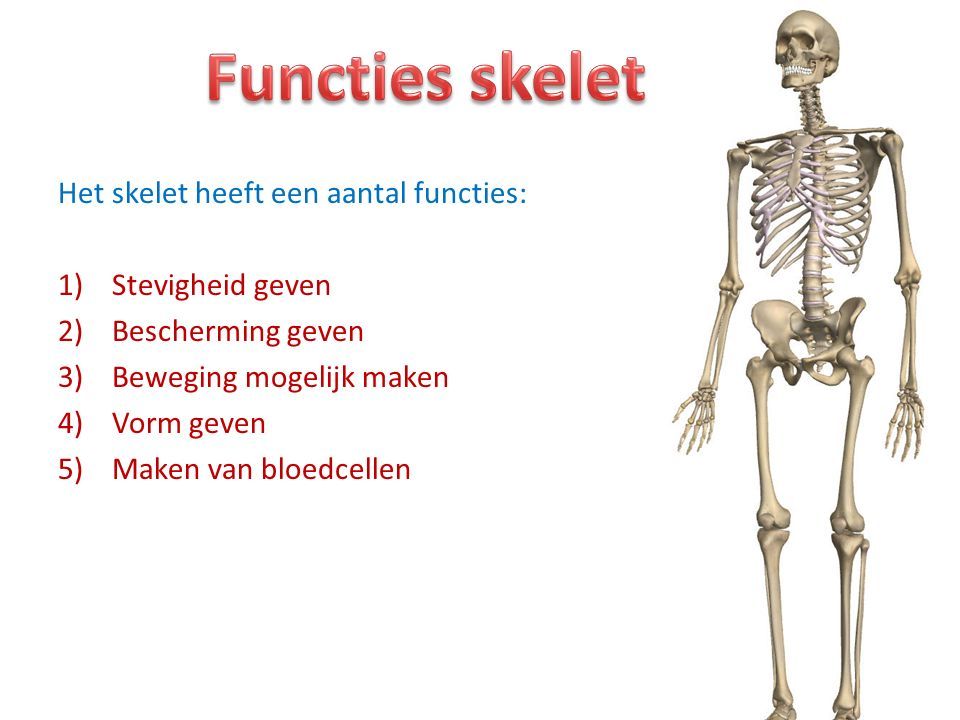 Het skelet heeft een aantal functies: 1)Stevigheid geven 2)Bescherming geven 3)Beweging mogelijk maken 4)Vorm geven 5)Maken van bloedcellen