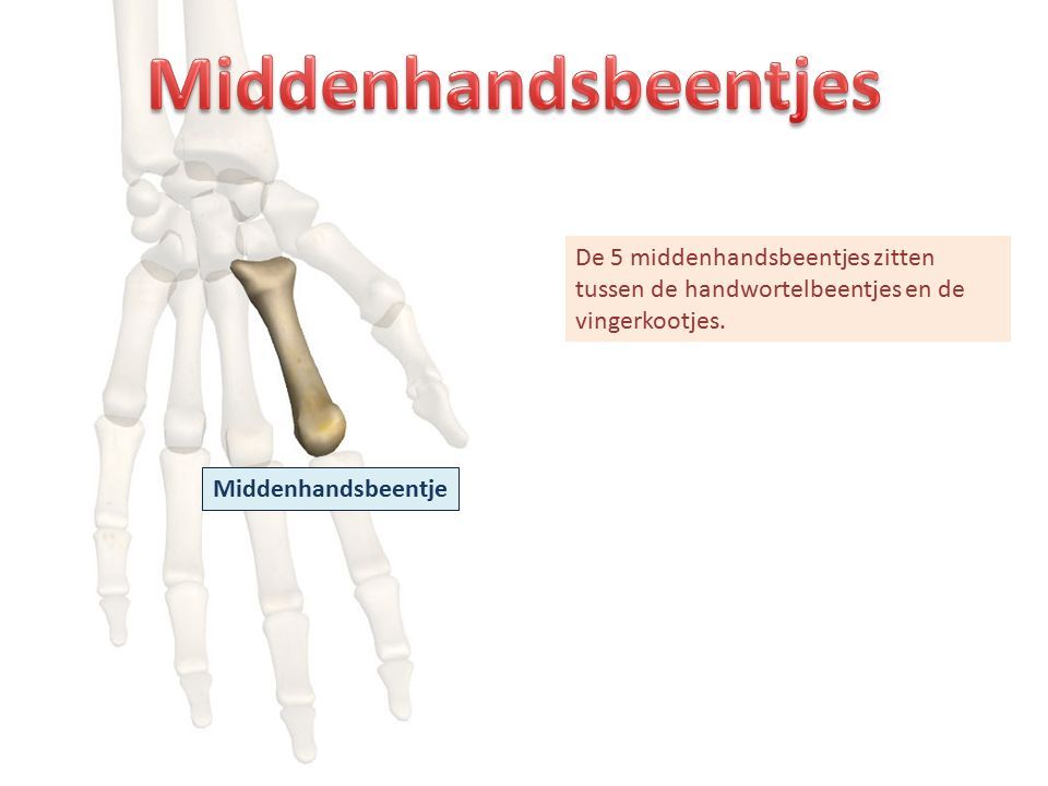 Middenhandsbeentje De 5 middenhandsbeentjes zitten tussen de handwortelbeentjes en de vingerkootjes.