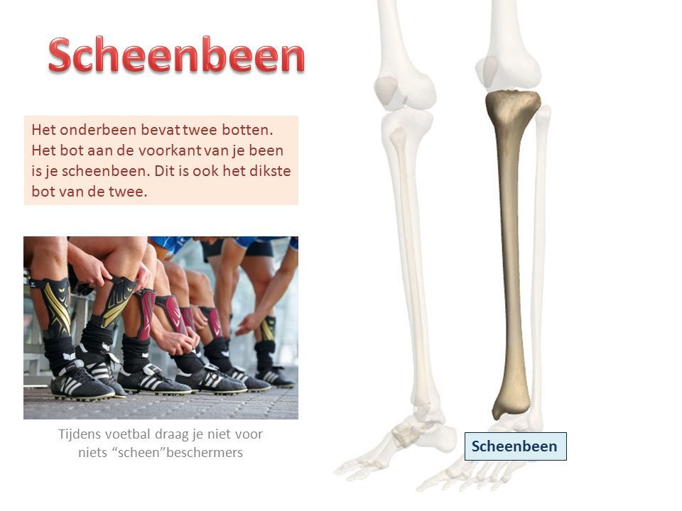 Scheenbeen Het onderbeen bevat twee botten. Het bot aan de voorkant van je been is je scheenbeen.