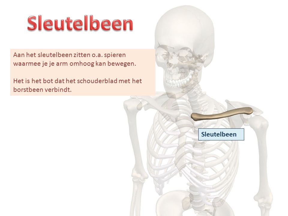 Sleutelbeen Aan het sleutelbeen zitten o.a. spieren waarmee je je arm omhoog kan bewegen.