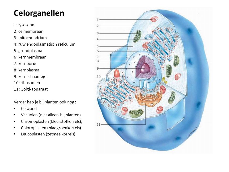 Celorganellen 1: lysosoom 2: celmembraan 3: mitochondrium 4: ruw endoplasmatisch reticulum 5: grondplasma 6: kernmembraan 7: kernporie 8: kernplasma 9: kernlichaampje 10: ribosomen 11: Golgi-apparaat Verder heb je bij planten ook nog : Celwand Vacuolen (niet alleen bij planten) Chromoplasten (kleurstofkorrels), Chloroplasten (bladgroenkorrels) Leucoplasten (zetmeelkorrels)