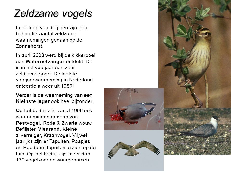 Zeldzame vogels In de loop van de jaren zijn een behoorlijk aantal zeldzame waarnemingen gedaan op de Zonnehorst.