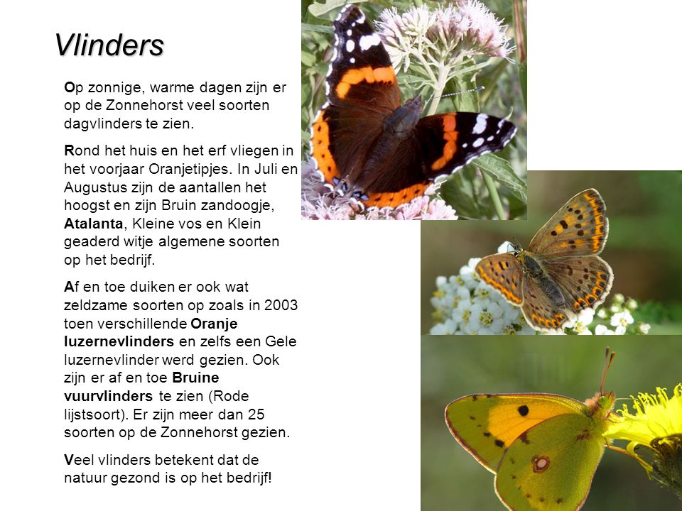 Vlinders Op zonnige, warme dagen zijn er op de Zonnehorst veel soorten dagvlinders te zien.