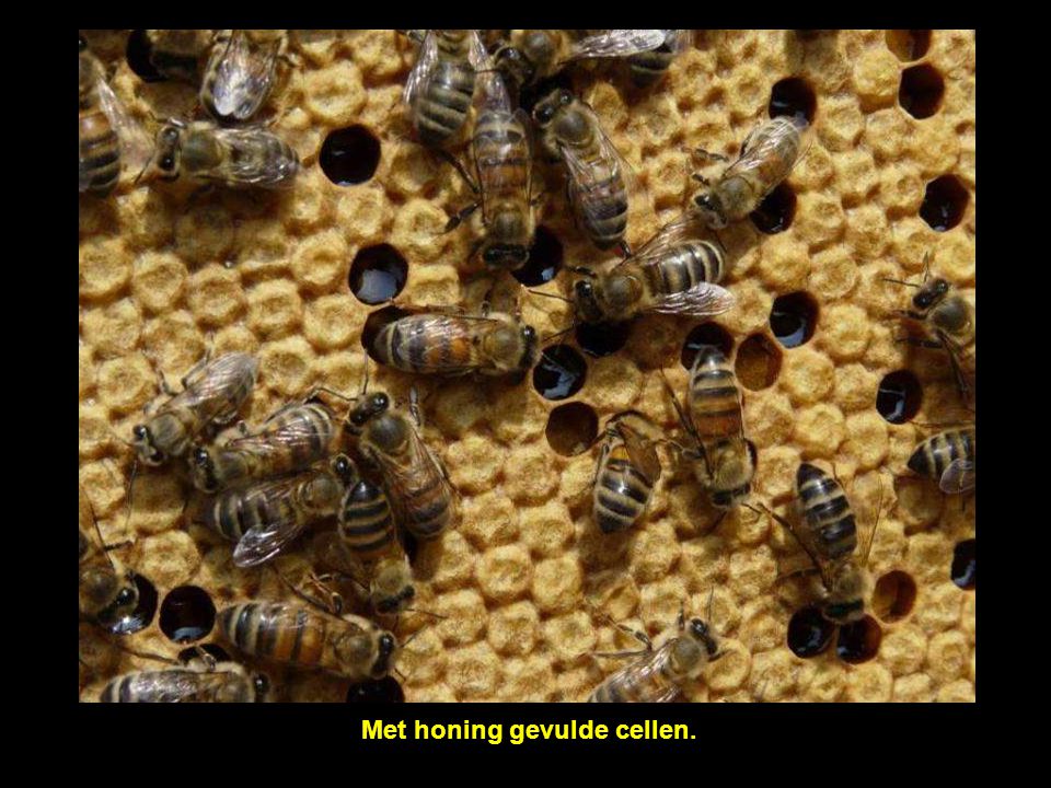 Op een kader: het werk van de wasbijen die de honingcellen maken.