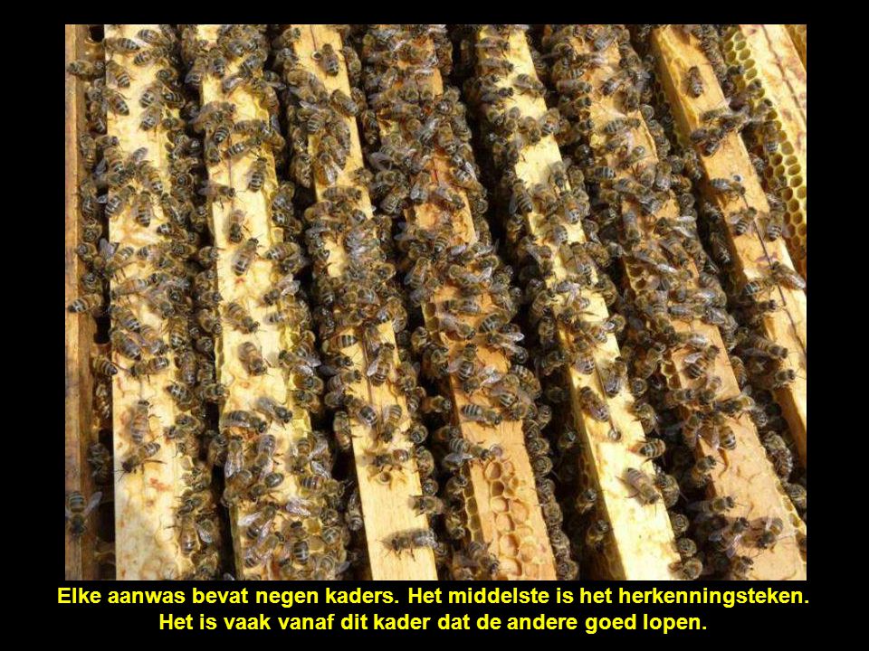 Gewafelde wasplaten, met draden op hun plaats gehouden, dienen als steun voor de bouw van honingcellen.