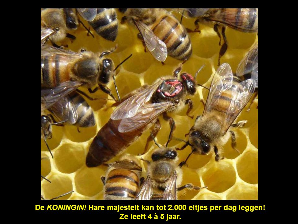 De honingcellen met deksel rechts bevatten larven van hommels.