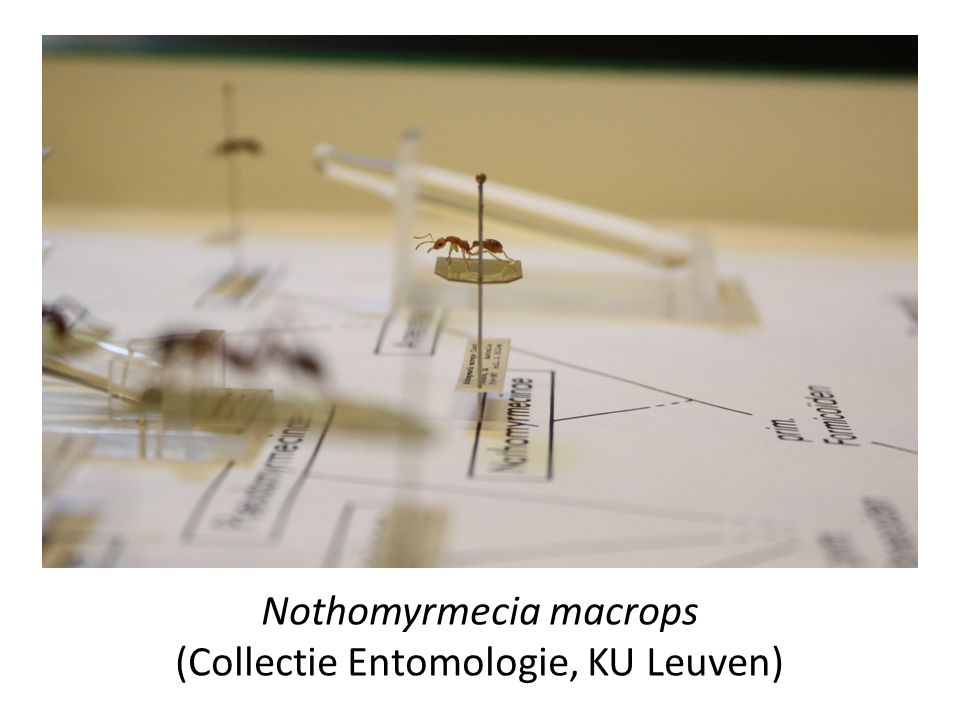 Nothomyrmecia macrops (Collectie Entomologie, KU Leuven)