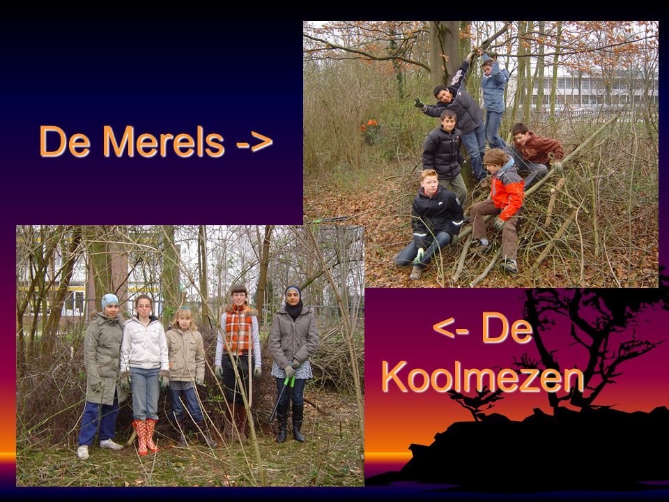 DeMerels-> De Merels -> <- De Koolmezen