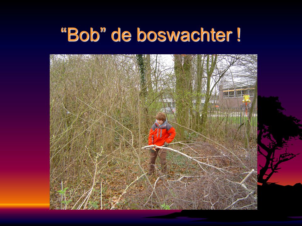 Bob de boswachter !