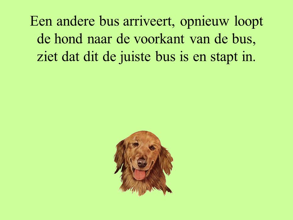 De bus arriveert, de hond loopt naar de voorkant van de bus, kijkt naar het lijnnummer en gaat terug op het bankje zitten.