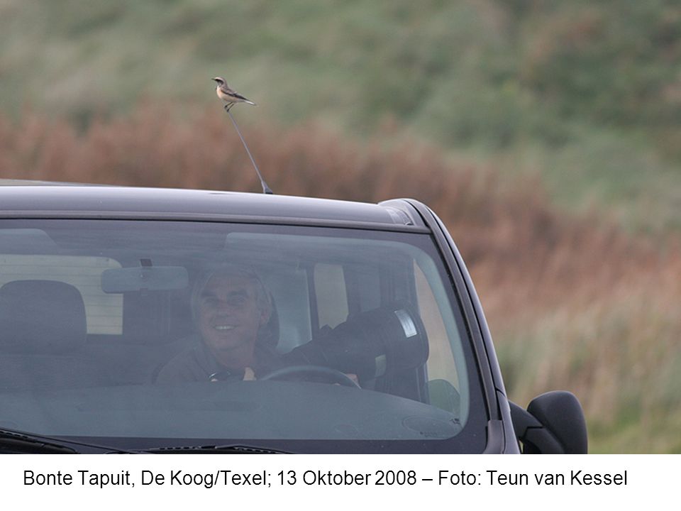 Bonte Tapuit, De Koog/Texel; 13 Oktober 2008 – Foto: Teun van Kessel
