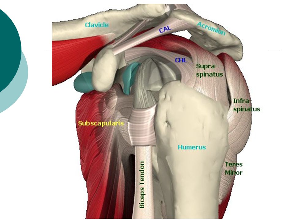 Разрыв манжеты плечевого. Анатомия ротаторной манжеты плеча. Мышцы ротаторной манжеты плечевого сустава. Ротаторная манжета плечевого сустава анатомия. Надостная мышца плечевого сустава анатомия.