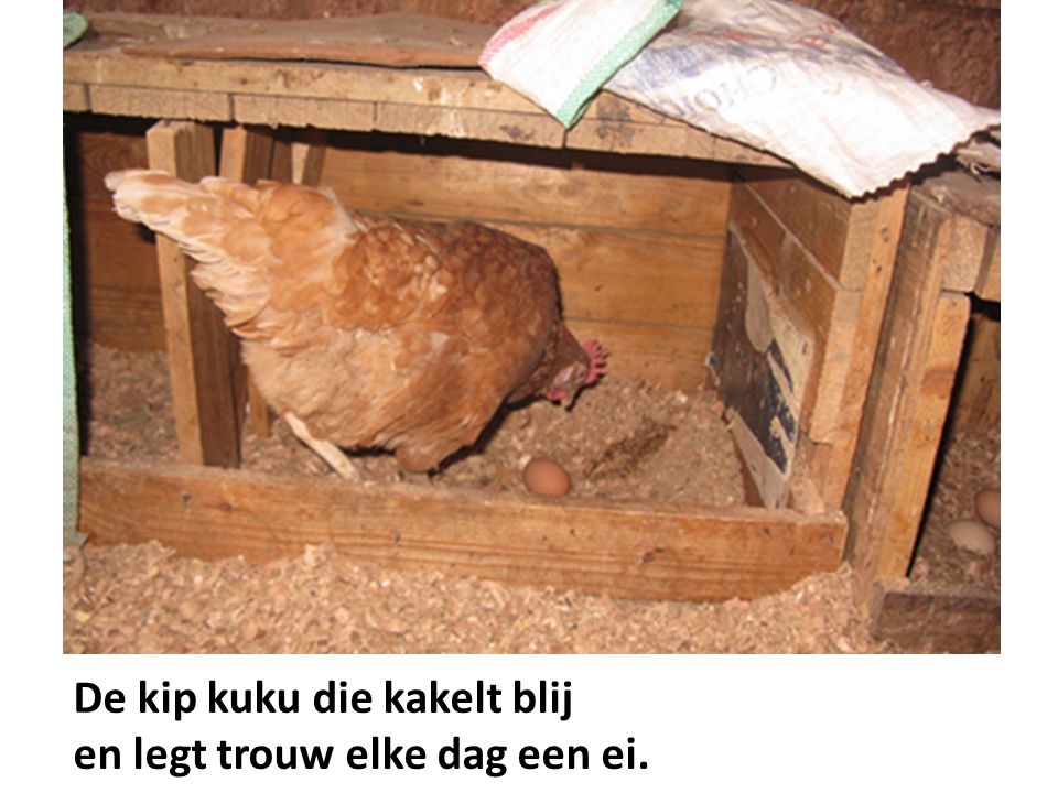 De kip kuku die kakelt blij en legt trouw elke dag een ei.