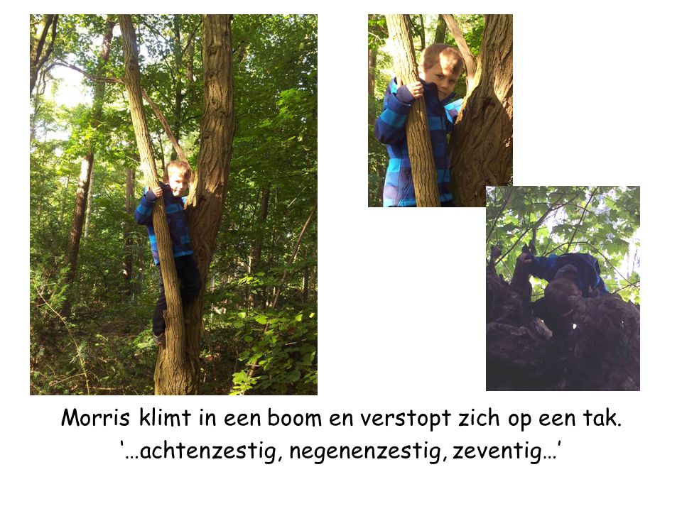 Morris klimt in een boom en verstopt zich op een tak. ‘…achtenzestig, negenenzestig, zeventig…’