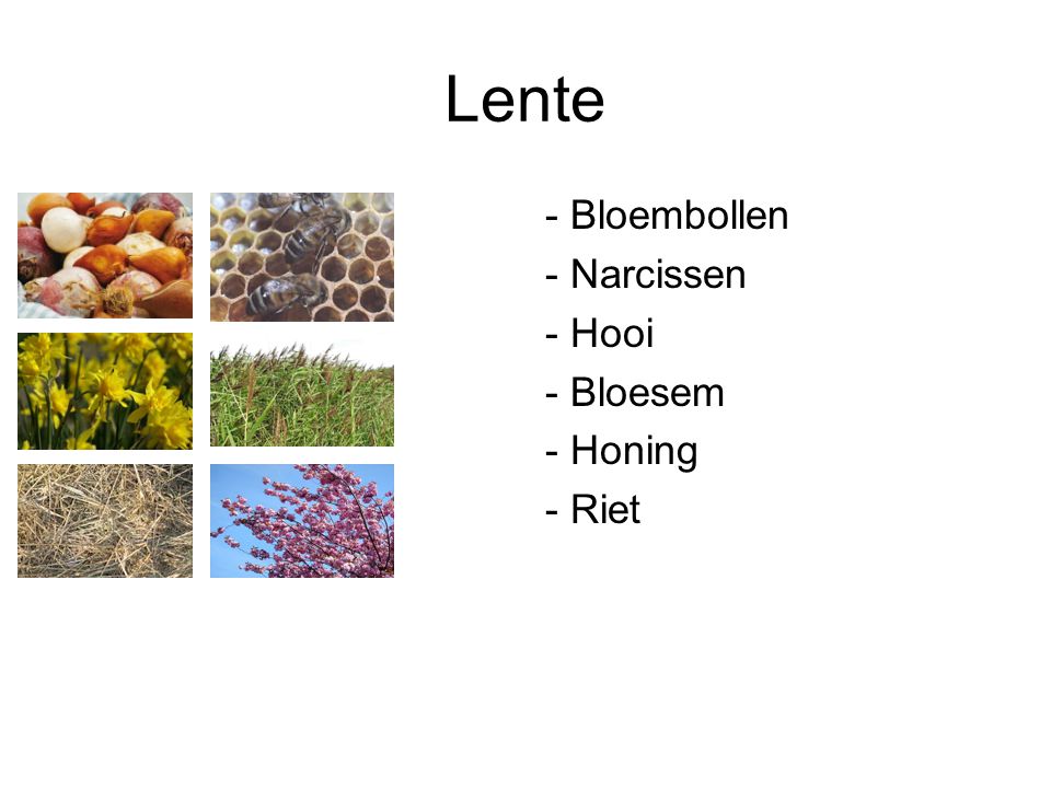Lente - Bloembollen - Narcissen - Hooi - Bloesem - Honing - Riet
