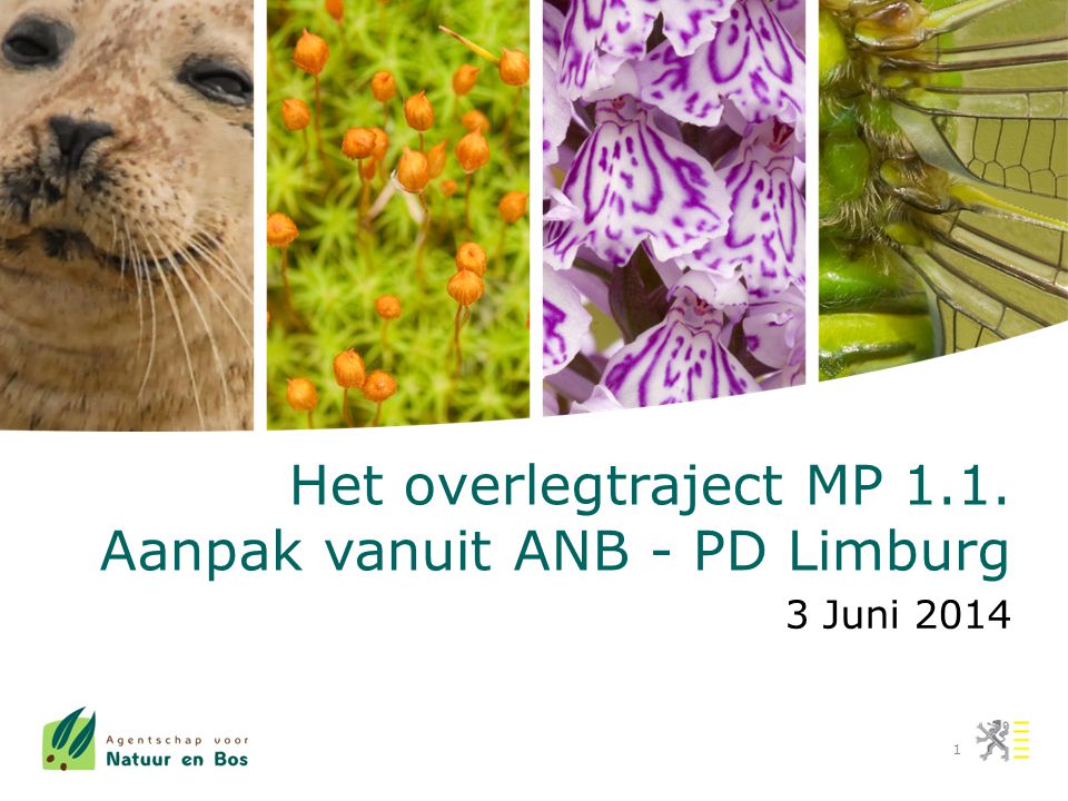 1 Het overlegtraject MP 1.1. Aanpak vanuit ANB - PD Limburg 3 Juni 2014