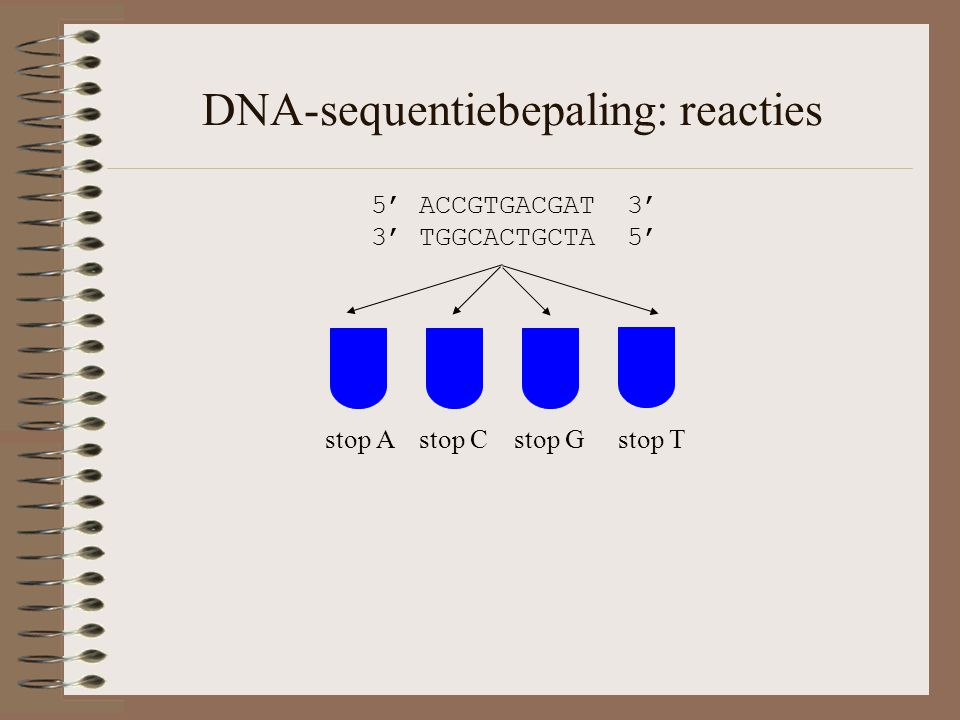 DNA-sequentiebepaling: reacties 5’ ACCGTGACGAT 3’ 3’ TGGCACTGCTA 5’ stop A stop C stop G stop T