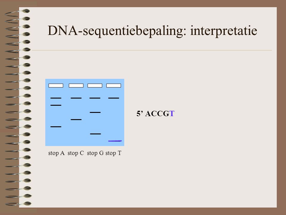 DNA-sequentiebepaling: interpretatie stop A stop C stop G stop T 5’ ACCGT