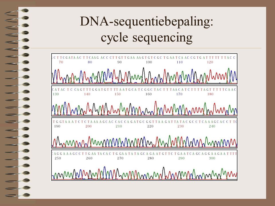 DNA-sequentiebepaling: cycle sequencing