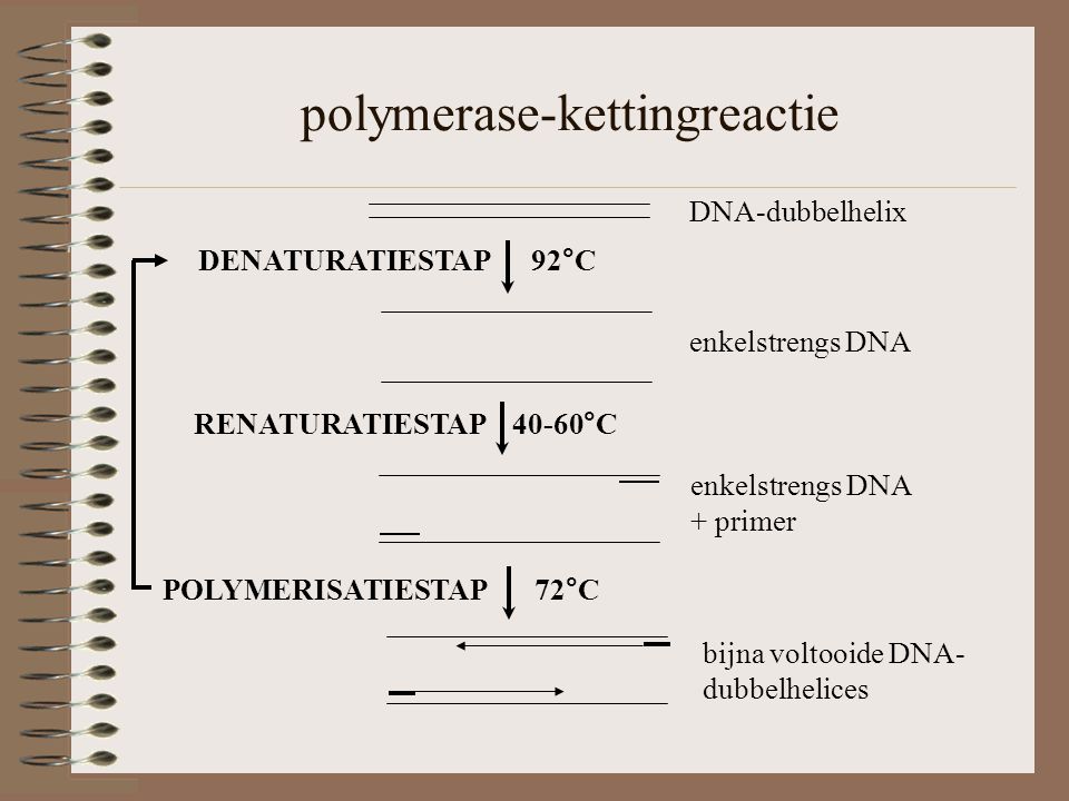 polymerase-kettingreactie DNA-dubbelhelix RENATURATIESTAP 40-60°C enkelstrengs DNA + primer DENATURATIESTAP 92°C enkelstrengs DNA POLYMERISATIESTAP 72°C bijna voltooide DNA- dubbelhelices