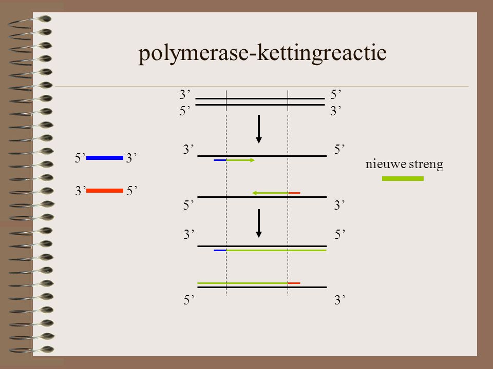polymerase-kettingreactie 5’ 3’ 3’ 5’ 5’ 3’ 3’ 5’ 5’ 3’ 3’ 5’ 5’ 3’ nieuwe streng