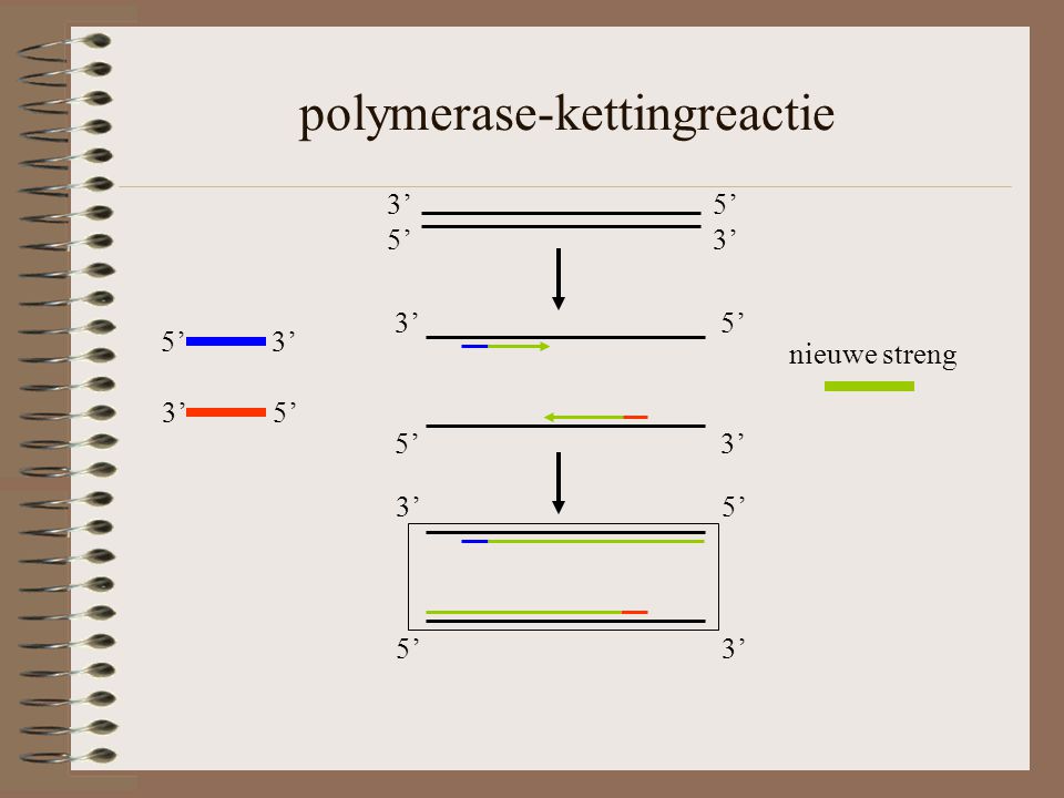 polymerase-kettingreactie 5’ 3’ 3’ 5’ 5’ 3’ 3’ 5’ 5’ 3’ 3’ 5’ 5’ 3’ nieuwe streng