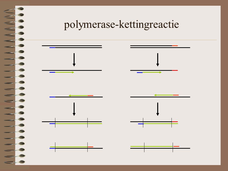 polymerase-kettingreactie