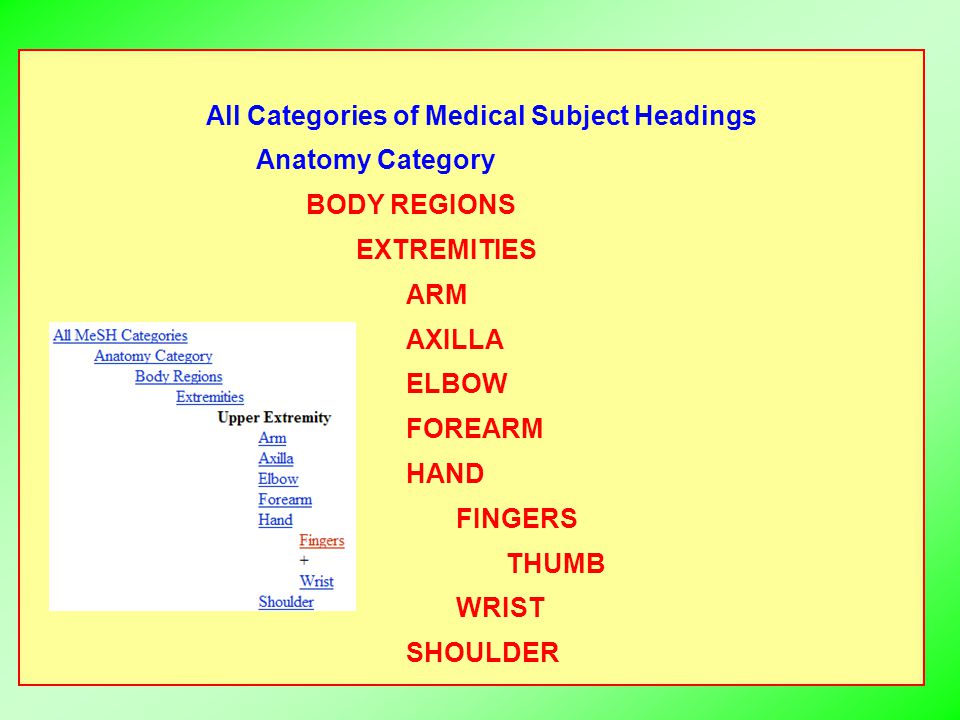 All Categories of Medical Subject Headings Anatomy Category BODY REGIONS EXTREMITIES ARM AXILLA ELBOW FOREARM HAND FINGERS THUMB WRIST SHOULDER