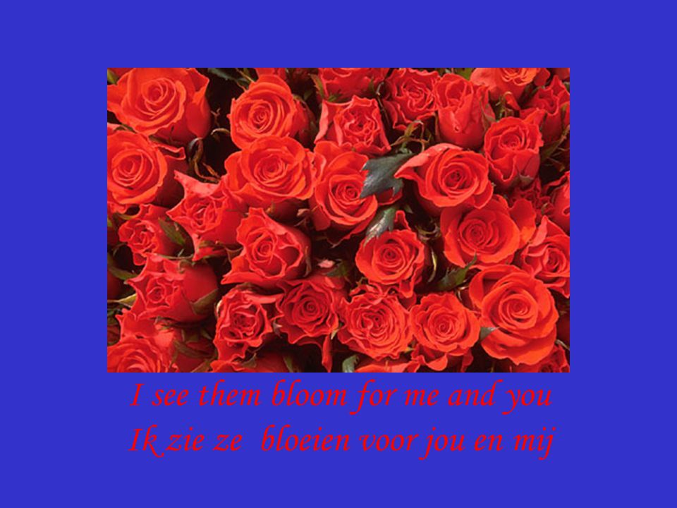 red roses too ook rode rozen