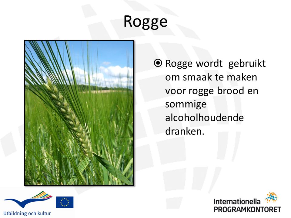 Rogge  Rogge wordt gebruikt om smaak te maken voor rogge brood en sommige alcoholhoudende dranken.
