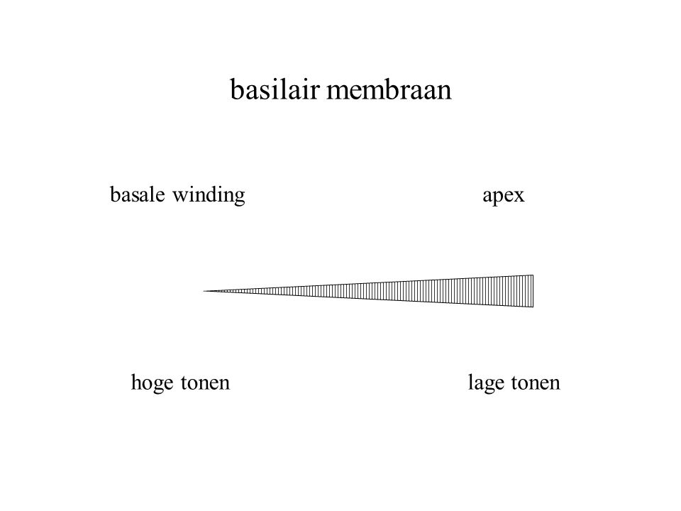 basilair membraan basale winding hoge tonenlage tonen apex