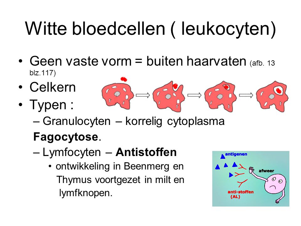 Witte bloedcellen ( leukocyten) Geen vaste vorm = buiten haarvaten (afb.