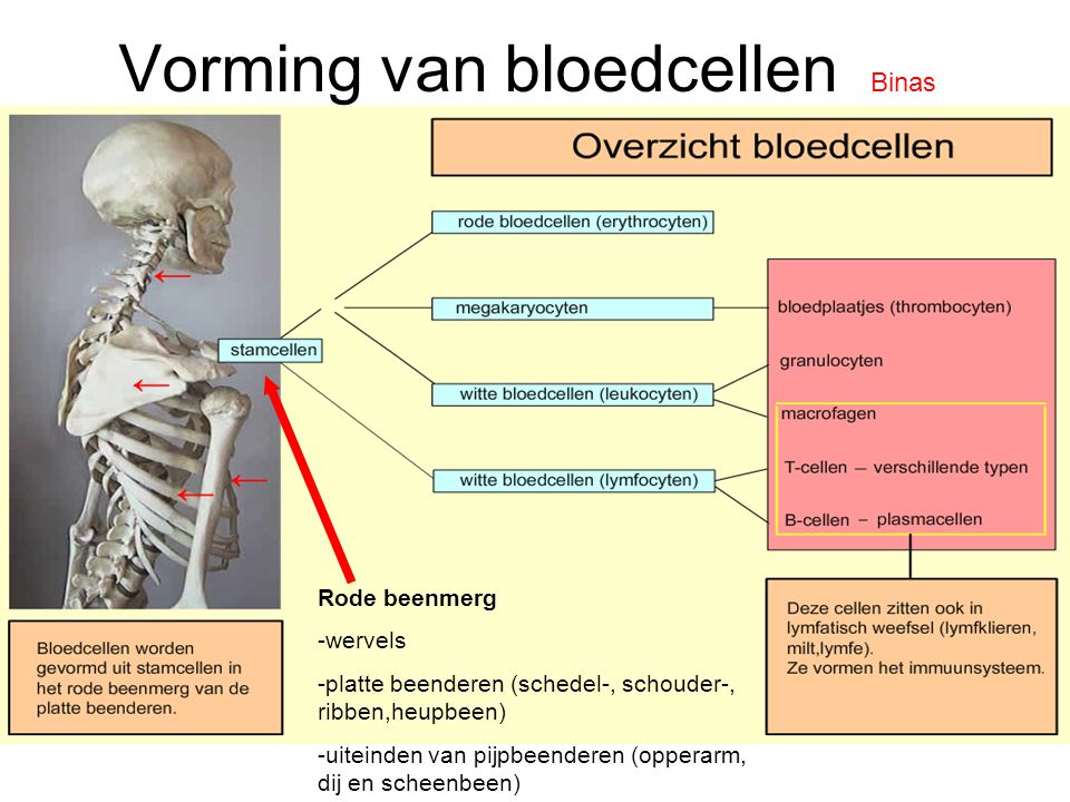 Vorming van bloedcellen Binas Rode beenmerg -wervels -platte beenderen (schedel-, schouder-, ribben,heupbeen) -uiteinden van pijpbeenderen (opperarm, dij en scheenbeen)