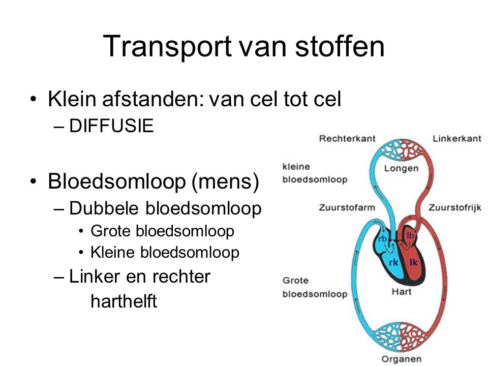 Transport van stoffen Klein afstanden: van cel tot cel –DIFFUSIE Bloedsomloop (mens) –Dubbele bloedsomloop Grote bloedsomloop Kleine bloedsomloop –Linker en rechter harthelft