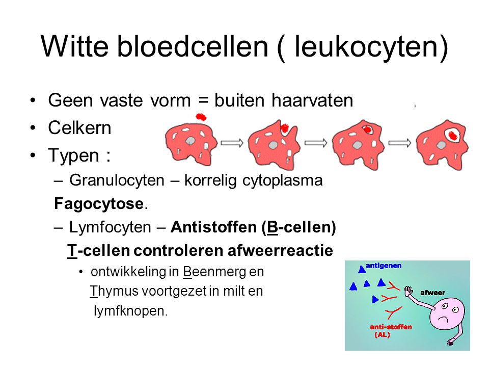 Witte bloedcellen ( leukocyten) Geen vaste vorm = buiten haarvaten.