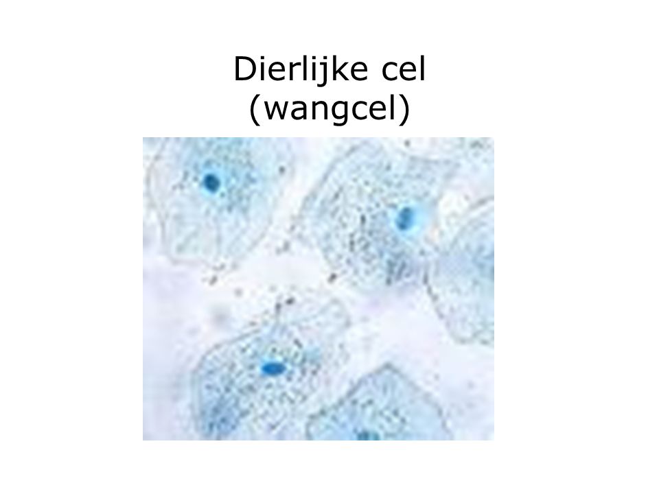 Dierlijke cel (wangcel)