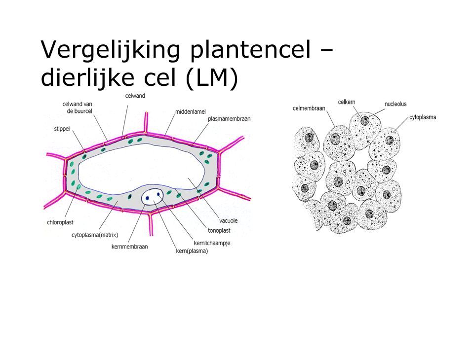 Vergelijking plantencel – dierlijke cel (LM)