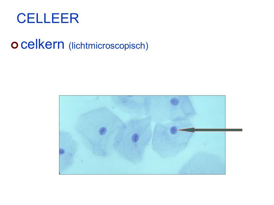CELLEER celkern (lichtmicroscopisch)