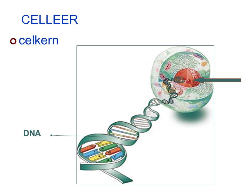CELLEER celkern DNA