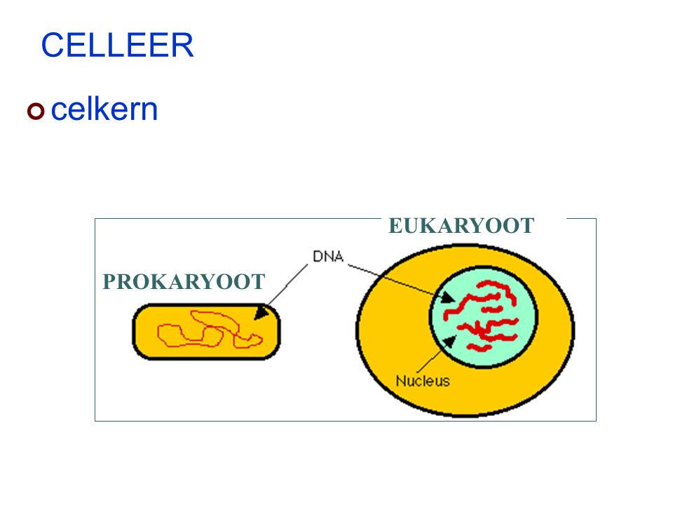 CELLEER celkern EUKARYOOT PROKARYOOT
