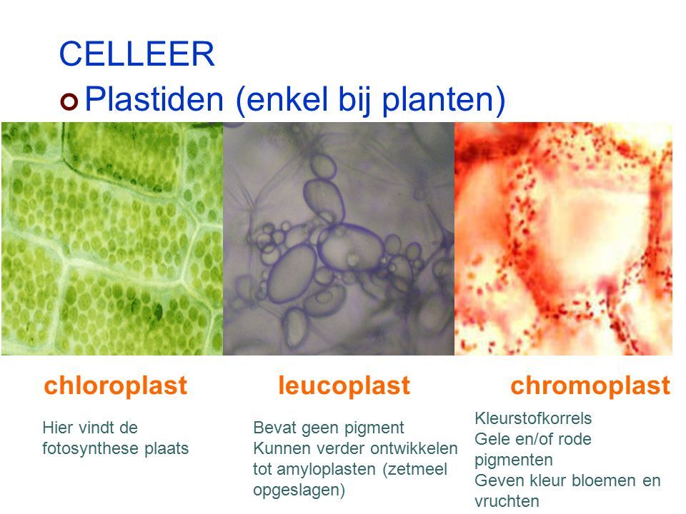CELLEER Plastiden (enkel bij planten) chloroplastleucoplast chromoplast Hier vindt de fotosynthese plaats Bevat geen pigment Kunnen verder ontwikkelen tot amyloplasten (zetmeel opgeslagen) Kleurstofkorrels Gele en/of rode pigmenten Geven kleur bloemen en vruchten